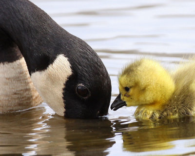 Canada Goose Chick and Mom