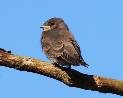 IMG_60461.JPG
