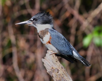 +IMG_60881.JPG