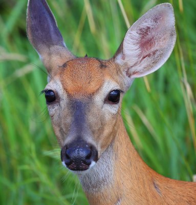 Deer