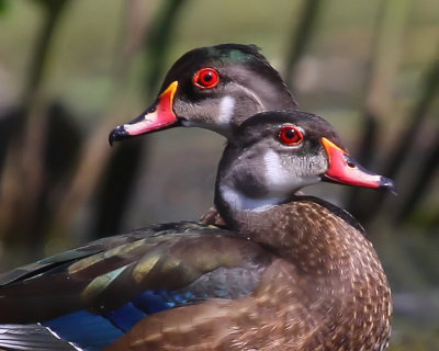 Wood Duck (Immature Males)