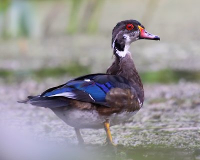 Wood Duck (Immature Male)
