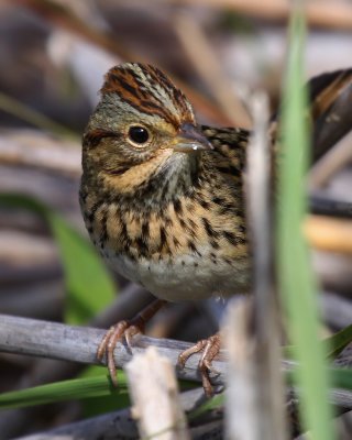 Chipping Sparrow