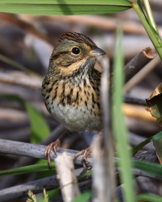 Chipping Sparrow