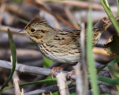 Chipping Sparrow