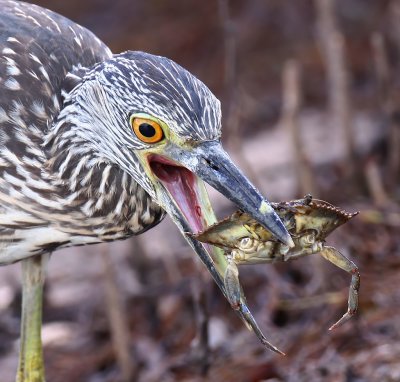 Juvenile Yellow-Crowned Night Heron