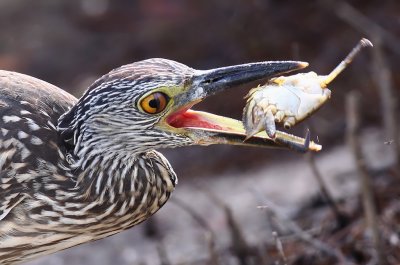 Juvenile Yellow-Crowned Night Heron