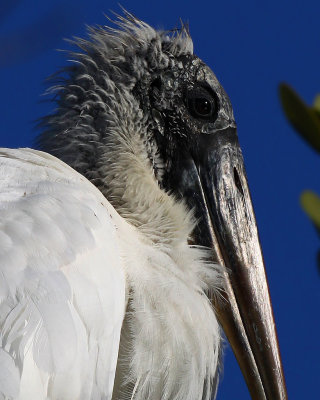 Wood Stork