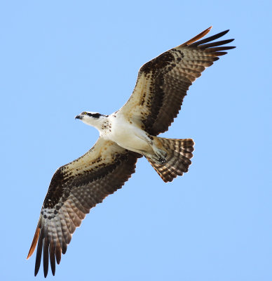 Ospery