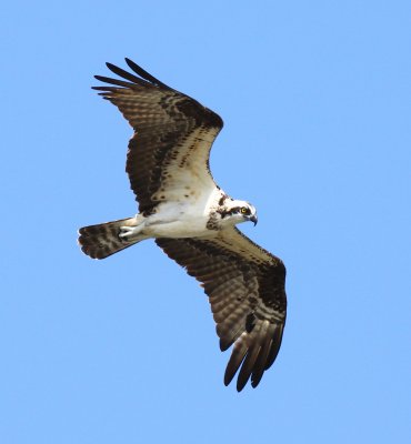 Ospery