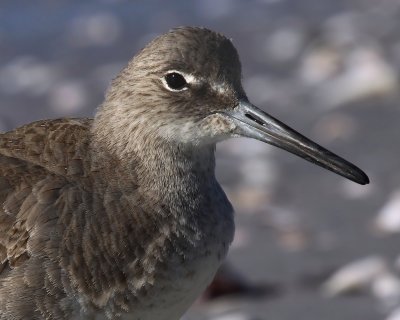 Willet