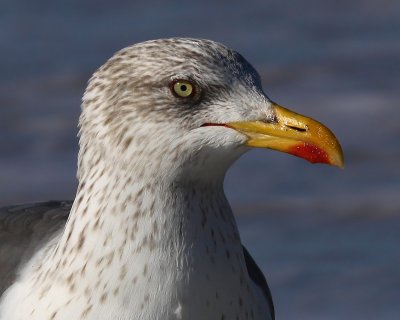 Yellow-Legged Gull