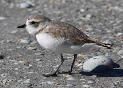 Snowy Plover