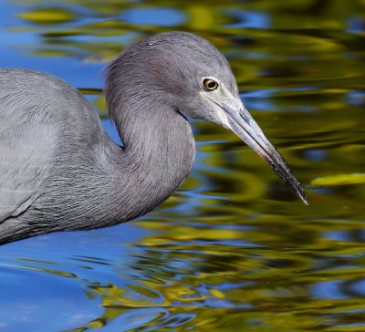 Little Blue Heron