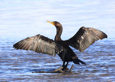 Cormorant