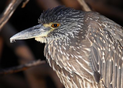 Juvenile Yellow-Crowned Night Heron