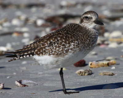 Black-Bellied Plover