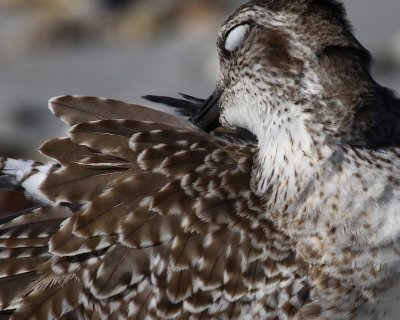 Black-Bellied Plover
