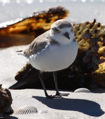Snowy Plover