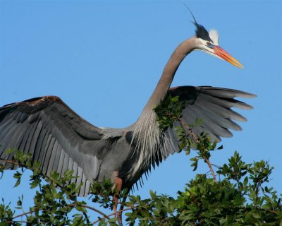 Great Blue Heron