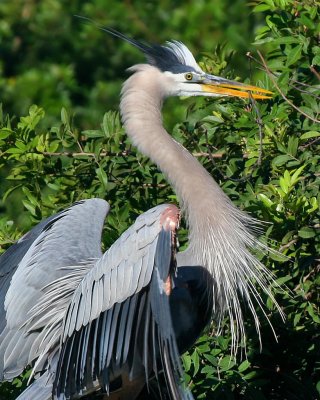 Great Blue Heron