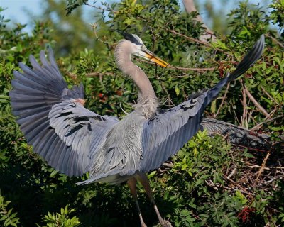 Great Blue Heron