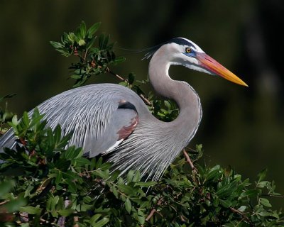 Great Blue Heron