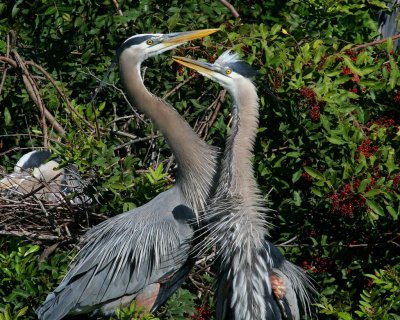 Great Blue Heron