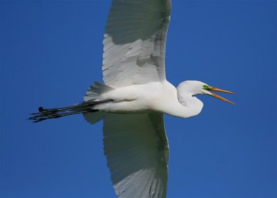 Great Egret