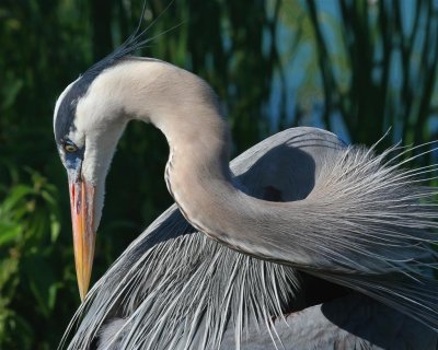 Great Blue Heron