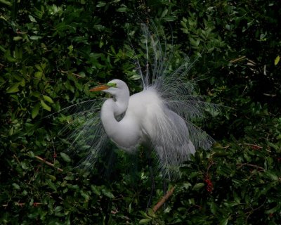 Great Egret