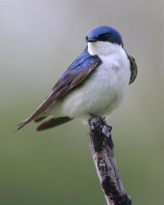 Tree Swallow