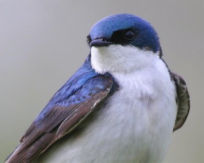 Tree Swallow