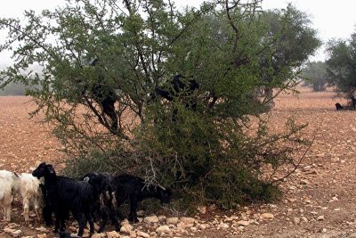 094 The road to Essouira - Tree-climbing goats.JPG