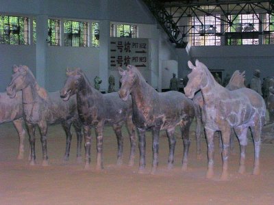 Xian - TC Warriors' horses