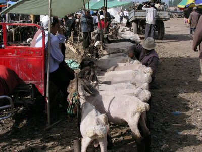 Kashgar Sunday Market - anyone want to buy a goat?