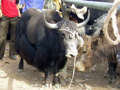 Kashgar Sunday Market - anyone want to buy a goat?