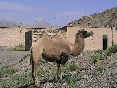 A magnificent Baktrian camel