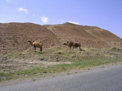 More Baktrian camels!