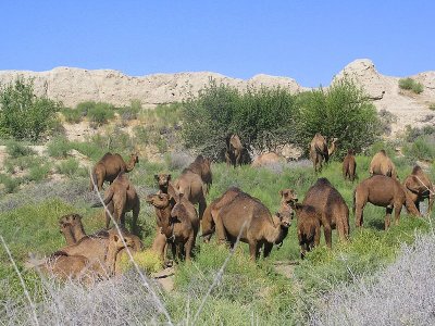 Mary, Turkmenistan - ruins of Merv - Dromedary camels grazing