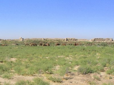 Mary, Turkmenistan - ruins of Merv - Dromedary camels grazing