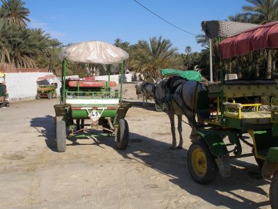 Tozeur - an oasis town in SW Tunisia - horse & buggy ride upon our arrival
