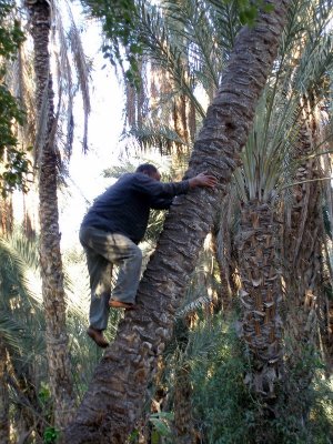 Tozeur date plantation - workers climb date palms 3 times per year