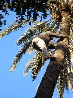 Tozeur date plantation - workers climb barefoot