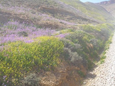 Selja Gorge wildflowers