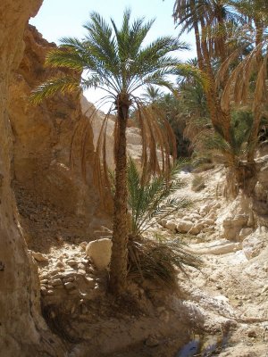 Mountain oasis of Chebika - scenes from The English Patient were filmed here