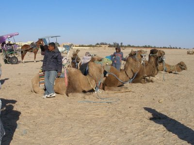 Our waiting camels for the ride in the Sahara
