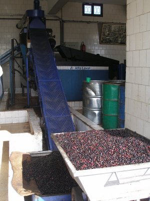 Djerba - olive press