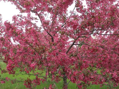 Meijer Gardens - cherry blossoms