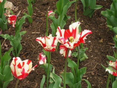 Meijer Gardens - tulips
